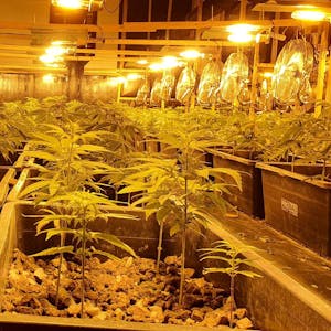 Cannabis-Plantage Hürth