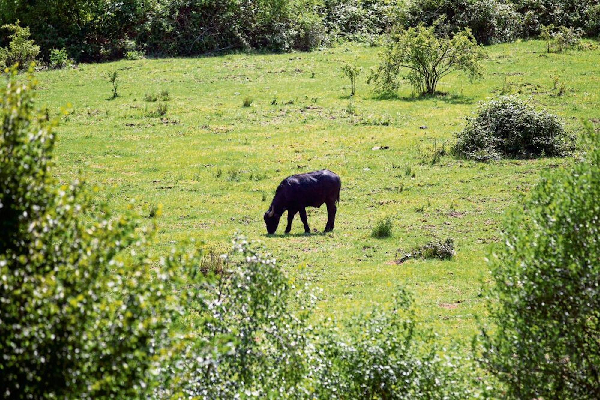 Am Hornpott in Dünnwald sorgen Wasserbüffel für minimalinvasive Pflege.