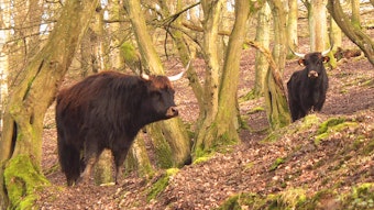 zwei dunkelbraune Rinder mit weißen Hörnern stehen in einem Wald
