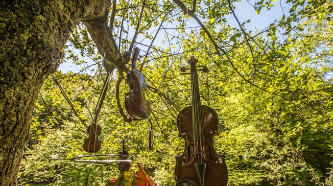 „Der Himmel hängt voller Geigen“ meint Klaus Fuisting und hat sie samt Bögen im Sinneswald in einen Baum gehängt.
