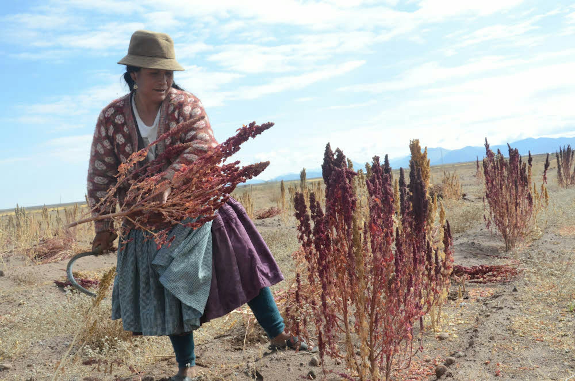 Ernte und Verkauf lohnen sich in Bolivien kaum noch.