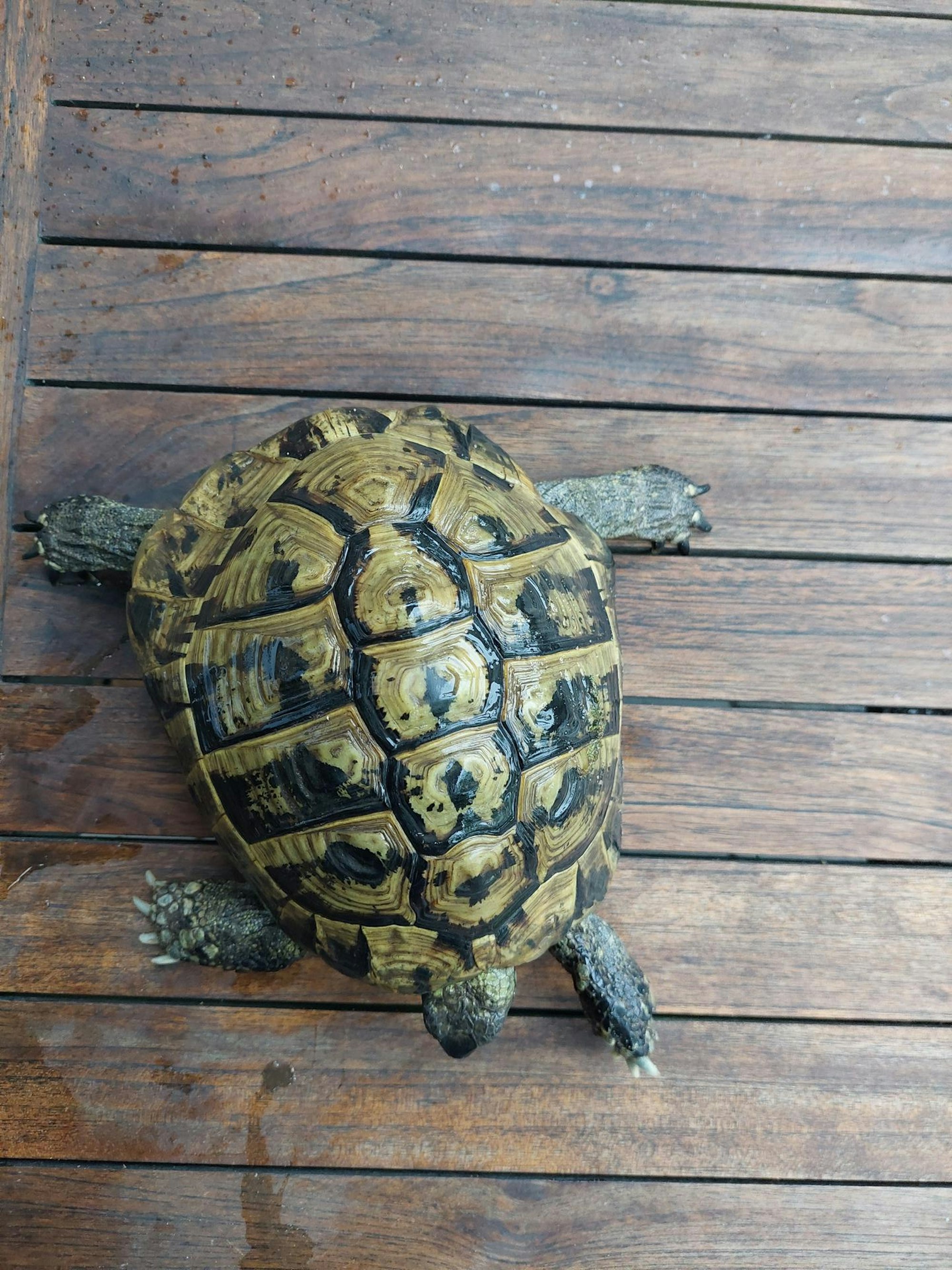 Schildkröte_3