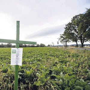 Mit grünen Kreuzen machen einige Landwirte, hier bei Sinzenich, gegen die Vorgaben im neuen Agrarpaket der Bundesregierung aufmerksam.