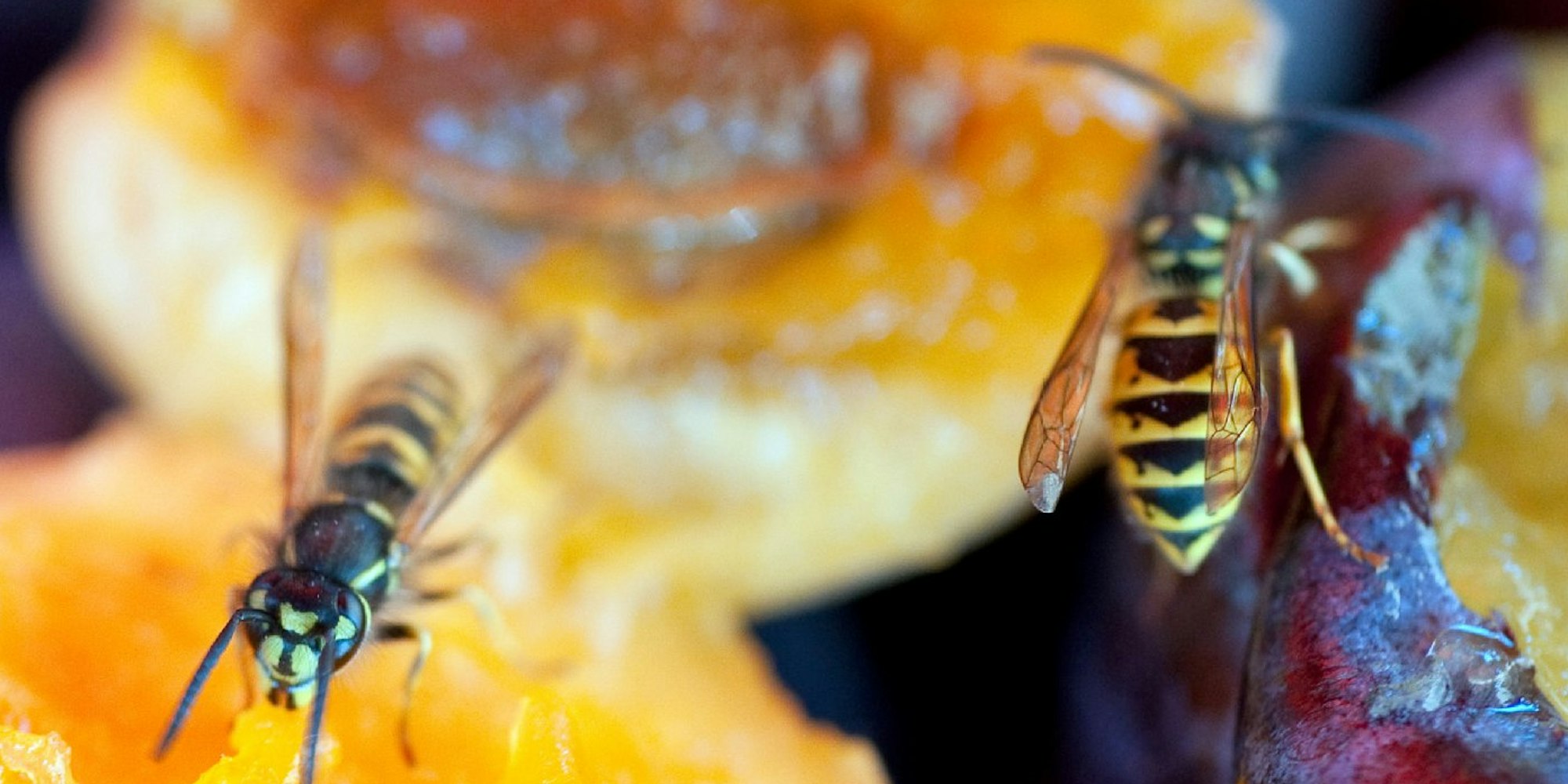 Wespen lieben überreifes Obst. Damit lassen sie sich eventuell auch vom Esstisch weglocken.