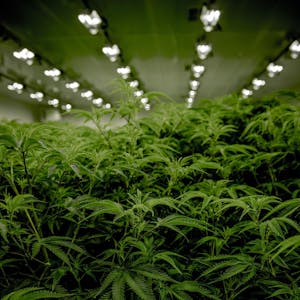 Cannabis Plantage Symbolbild
