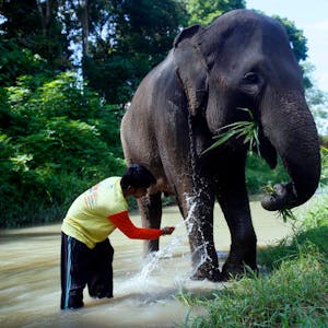 Pfleger Sumatra-Elefant
