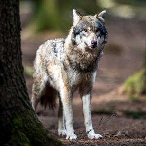 Wolf_Symbolbild (1)