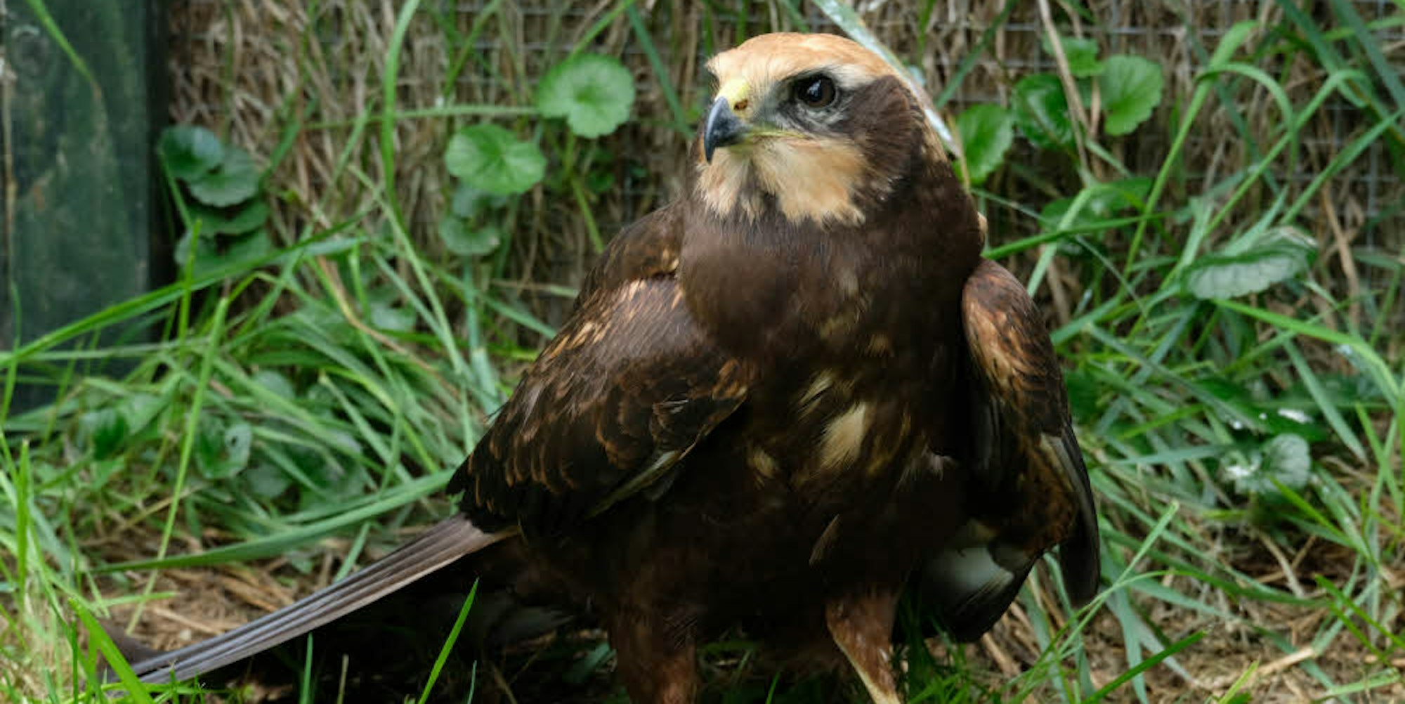 Lässt den linken Flügel leicht hängen: Das Rohrweihe-Männchen wird in der Zülpicher Greifvogelauffangstation gepflegt.
