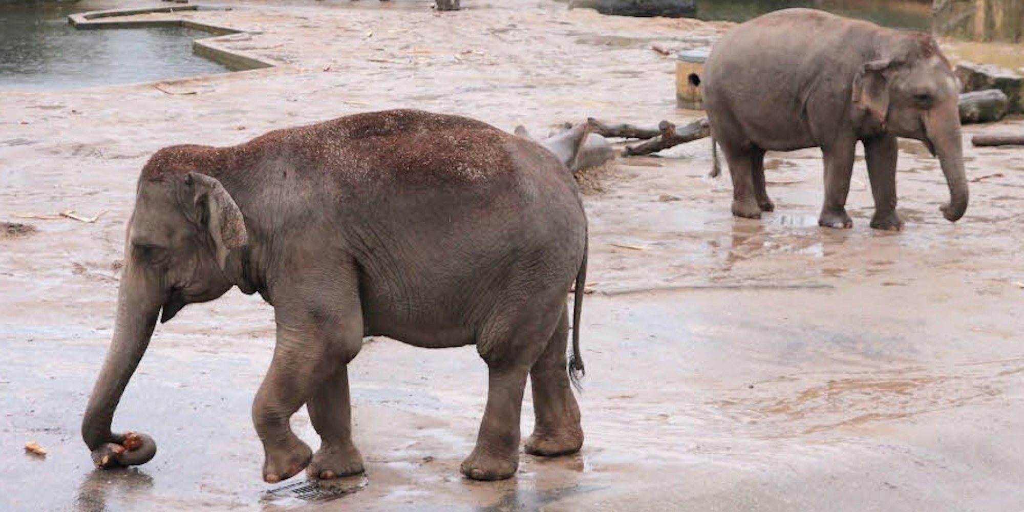 Äußerlich zeigen die Elefanten im Kölner Zoo kaum mehr Pocken-Symptome.