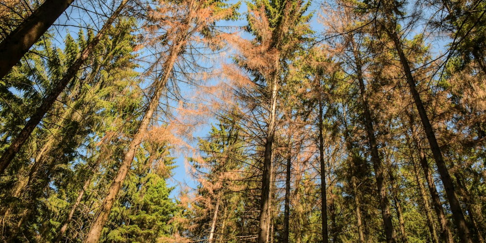 Was wird aus dem oberbergischen Wald? Das war eines der Themen, die die Menschen bei der Gründung des Klimabeirates in Marienheide besonders umgetrieben hat.