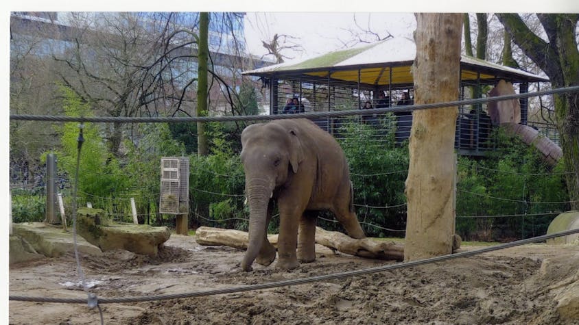 Aus dem Elefantenkälbchen ist ein stolzer Bulle geworden: Ming Jung im Zoo in Antwerpen.