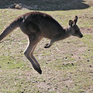 Känguru Symbol