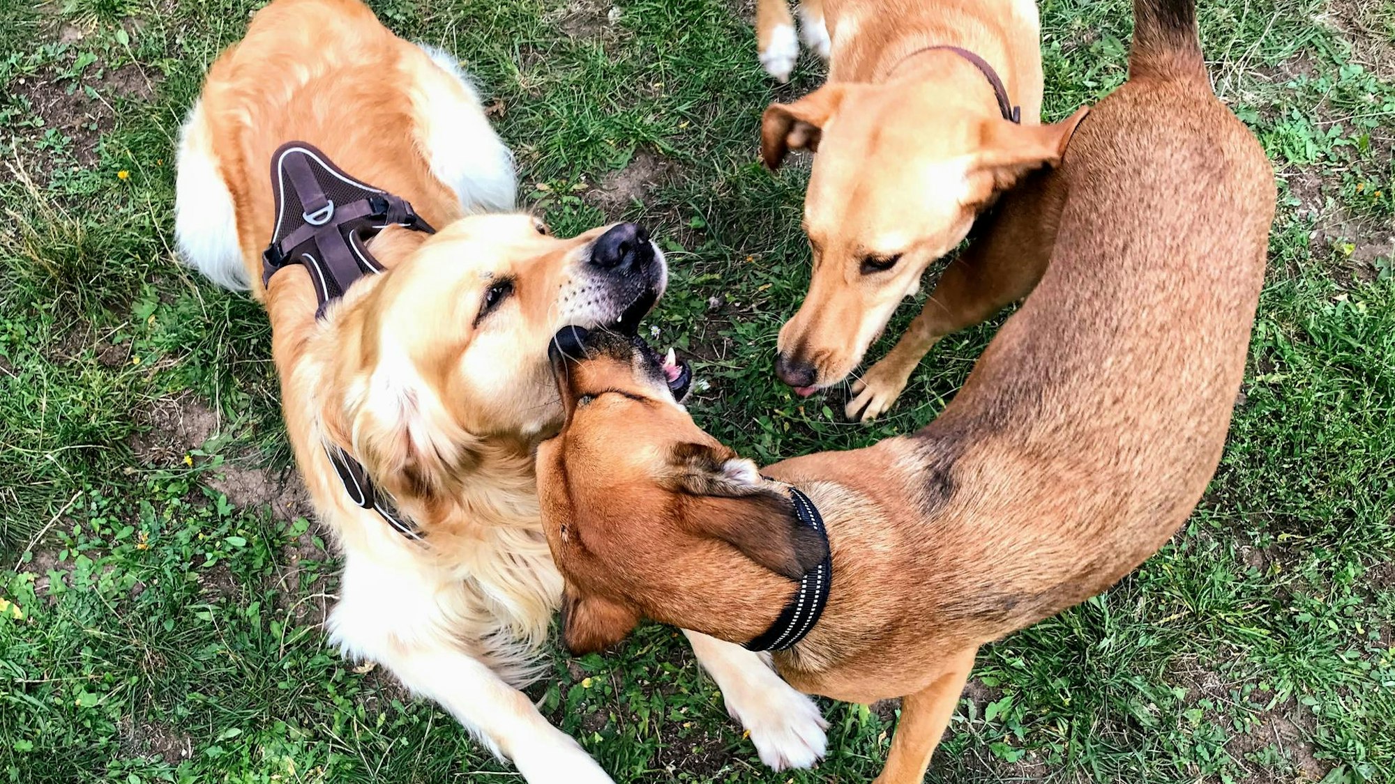 Drei Hunde spielen miteinander.