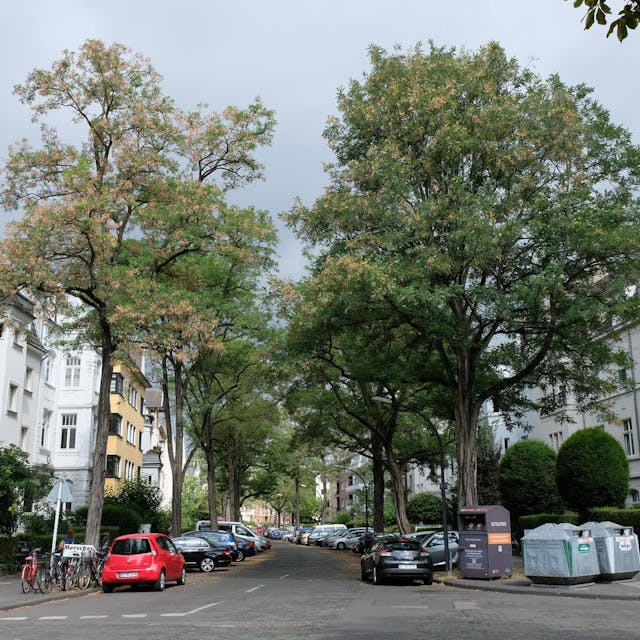 Bäume und Häuserfassaden in Klettenberg