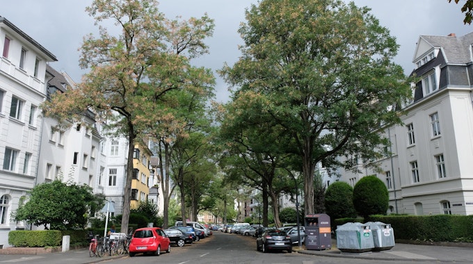 Bäume und Häuserfassaden in Klettenberg