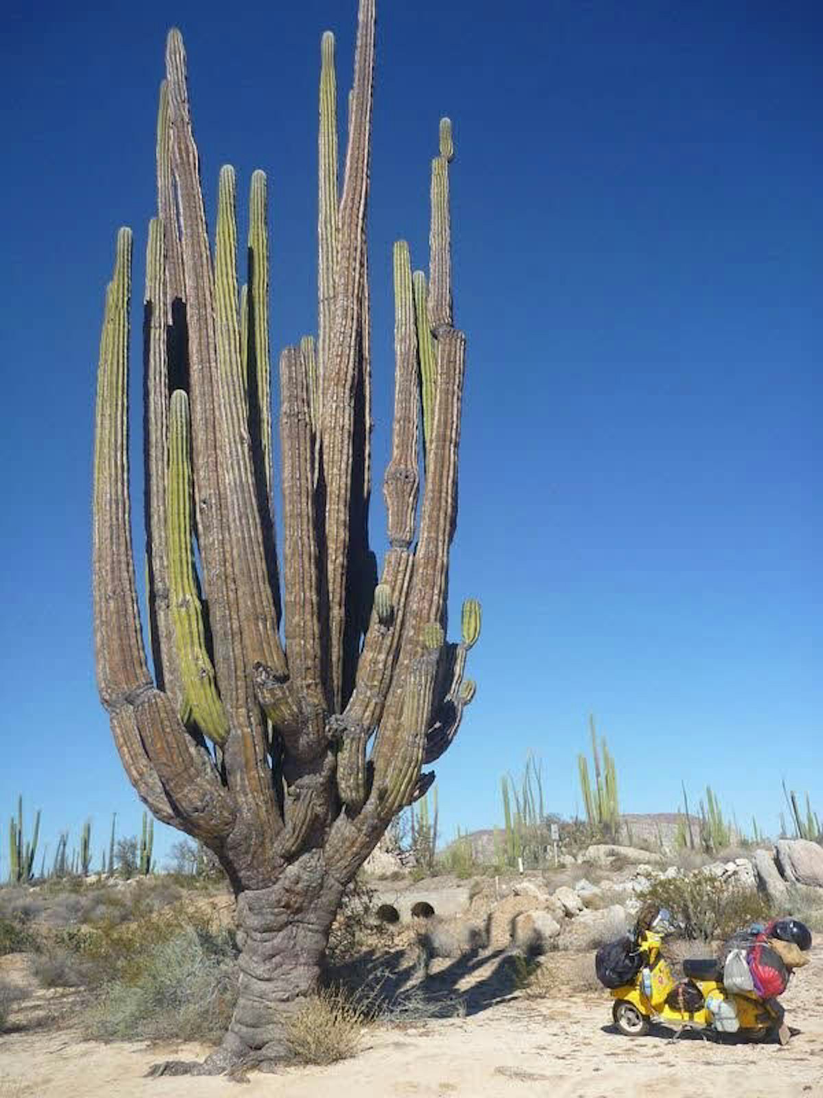 Kleine Vespa neben großem Kaktus in Mexiko
