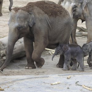 Elefantenbaby 3 200317
