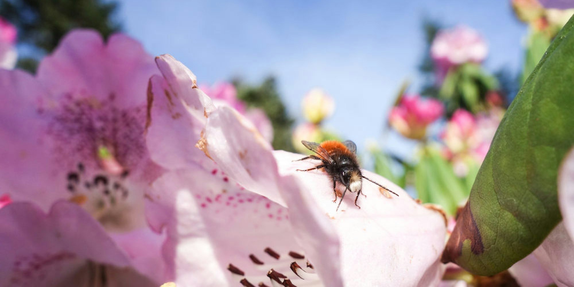 Biene auf dem Blütenblatt – ein zunehmend seltener Anblick.