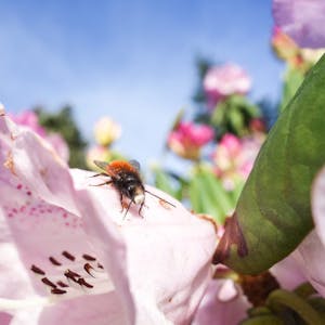 Biene auf dem Blütenblatt – ein zunehmend seltener Anblick.