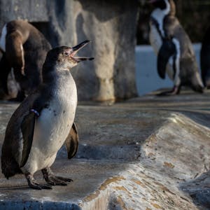 Drei weitere Humboldtpinguine lassen den Bestand auf nun 26 Tiere wachsen.