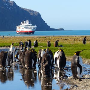 Expeditionsfahrt_Antarktis_Pinguine