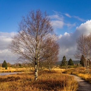 Birken stehen vor blauem Himmel in der Moor-Landschaft des Hohen Venns