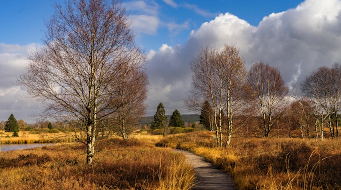 Birken stehen vor blauem Himmel in der Moor-Landschaft des Hohen Venns&nbsp;