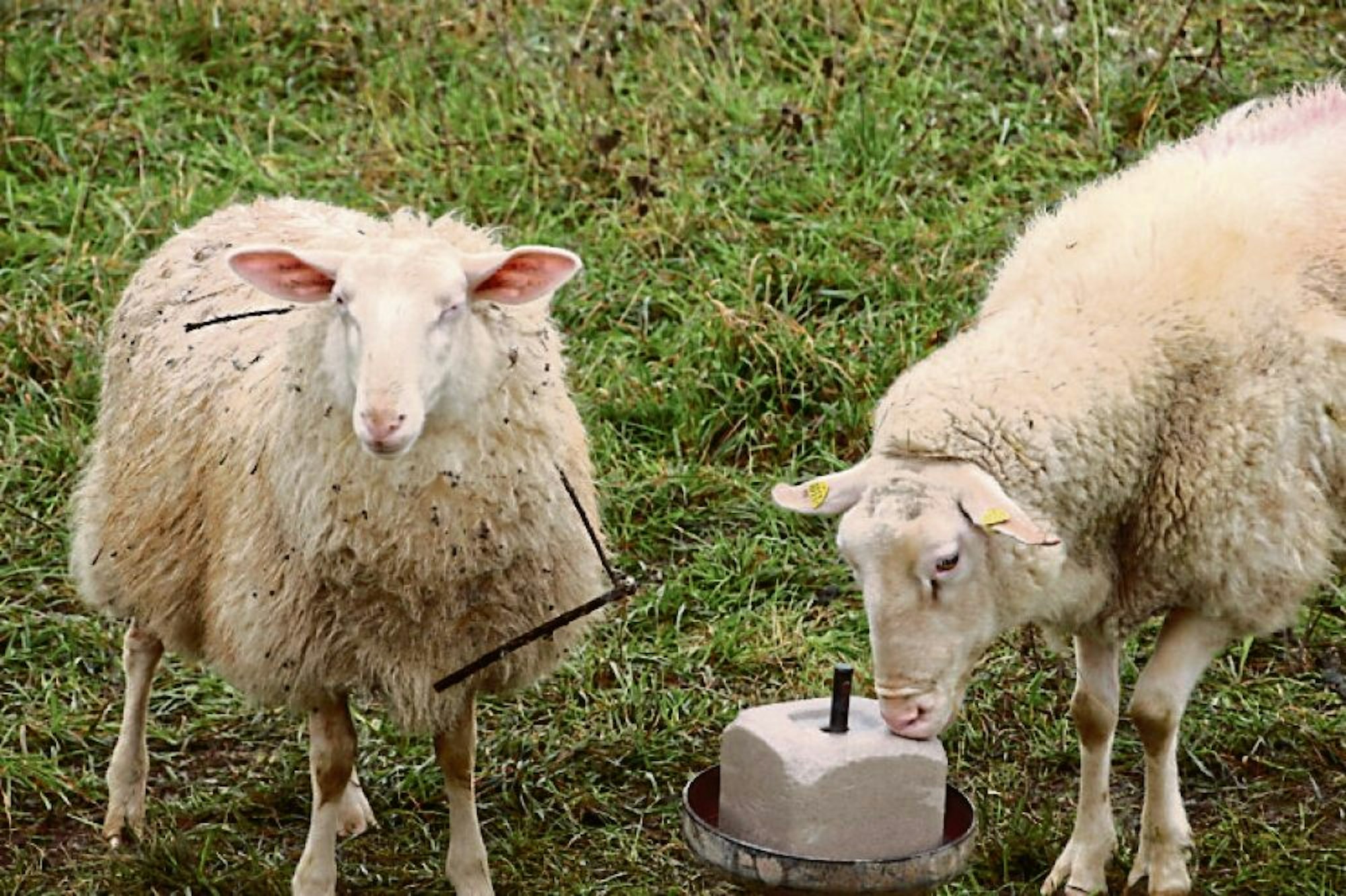 Nicht nur Leckerli, auch Schutz brauchen die Schafe auf der Weide.