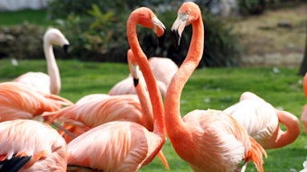 Flamingos auf einer Wiese