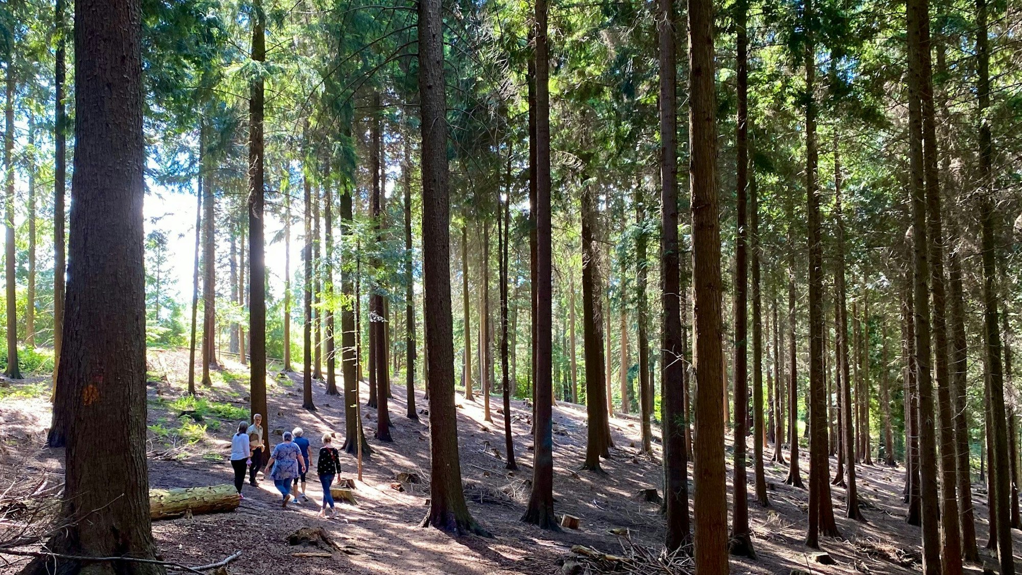 Menschen spazieren durch das Arboretum Burgholz, Sonne scheint in den Wald