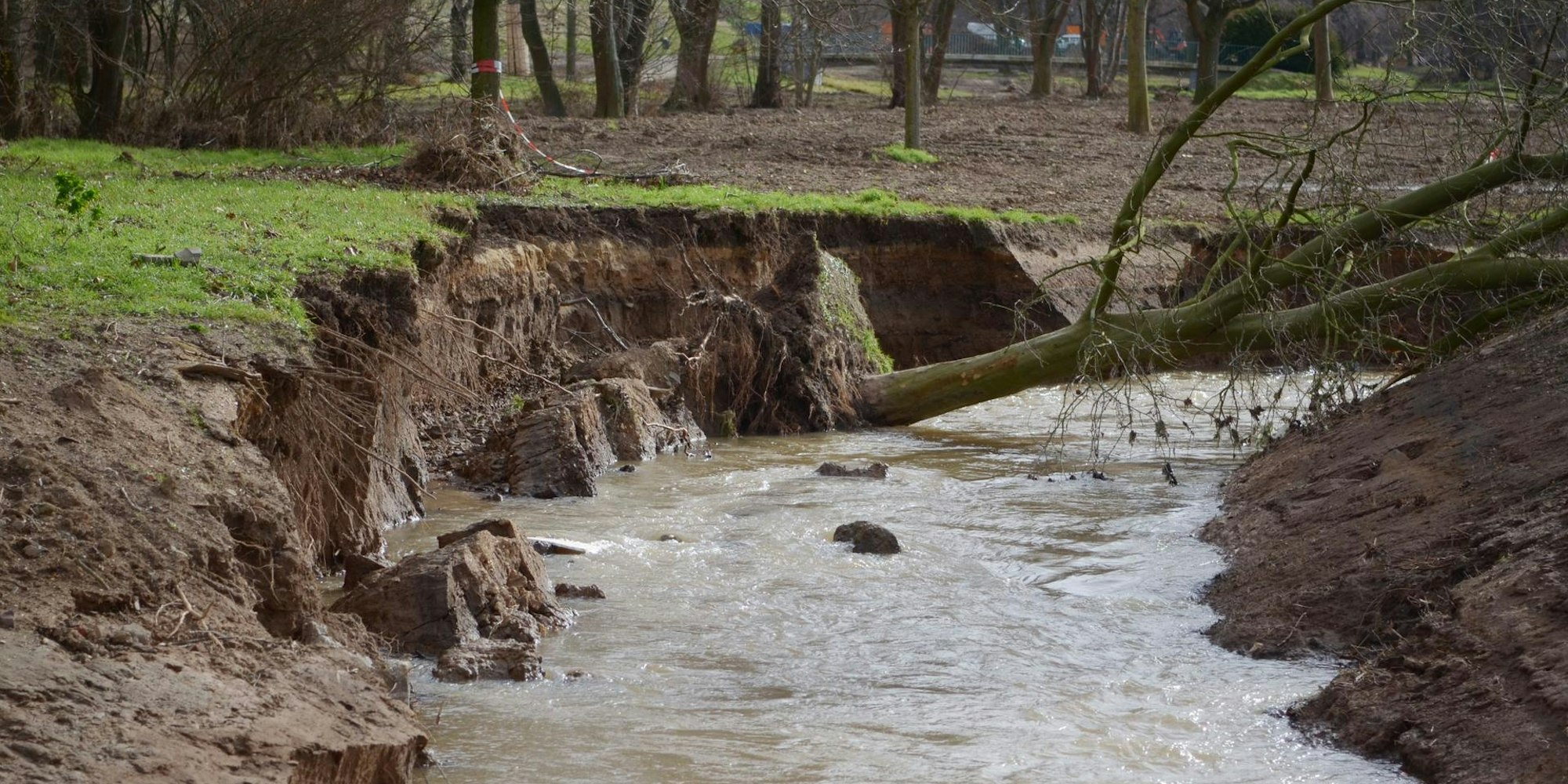 Mit Teilen der neu angelegten Uferböschung stürzte kurz vor der Veybachmündung auch ein Baum in die Erft.