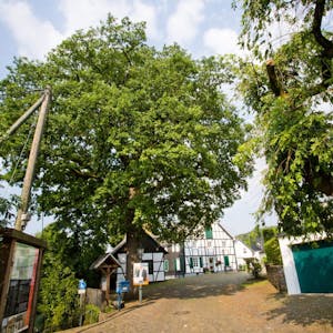 Stattliche Bäume wie hier am Heimatmuseum prägen auch in Bergneustadt das Stadtbild. Der Stadtrat möchte dafür sorgen, dass sie erhalten werden.