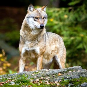 Wolf_Symbolbild