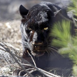 Panther Symbol