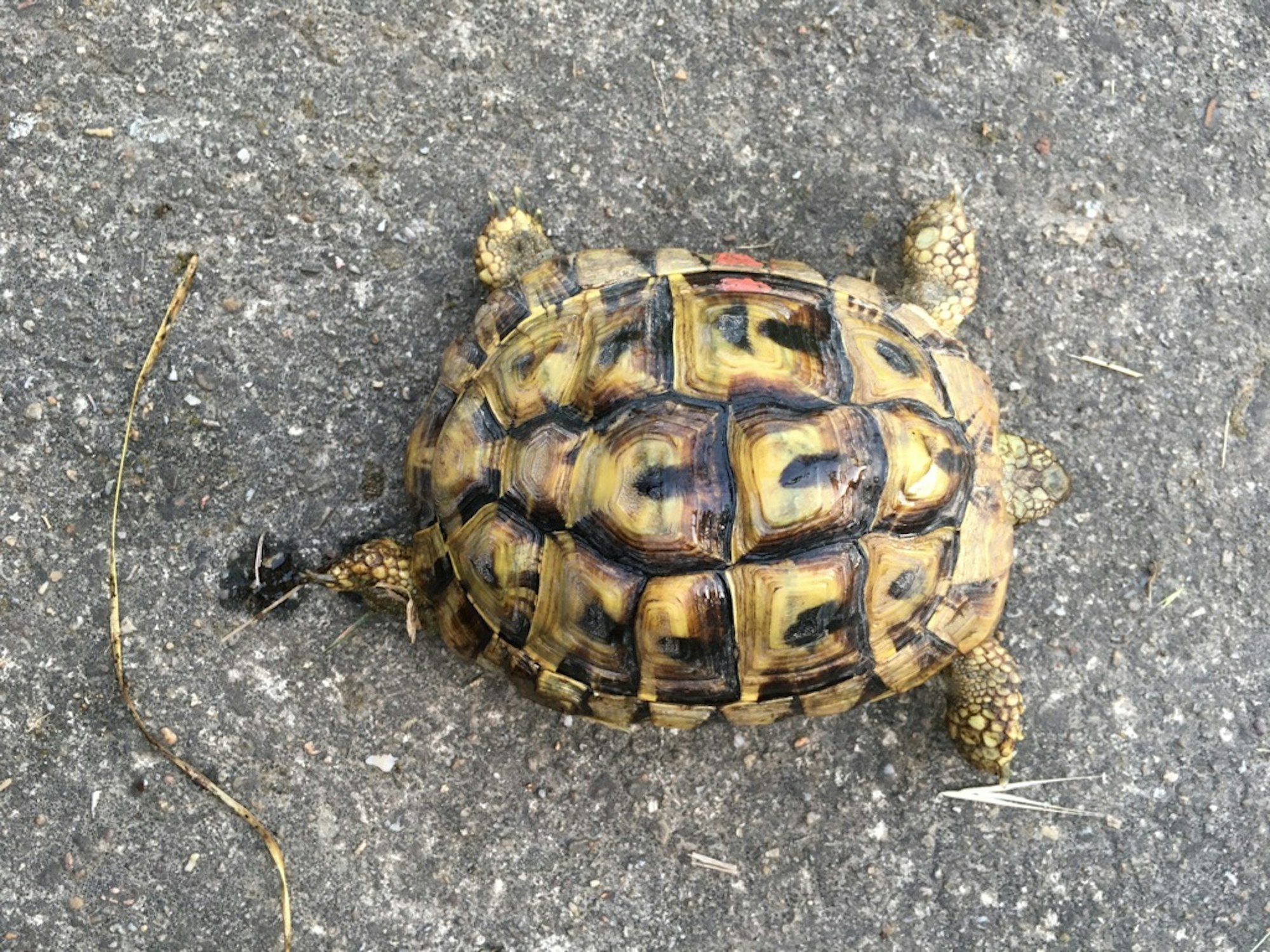 Schildkröte_1