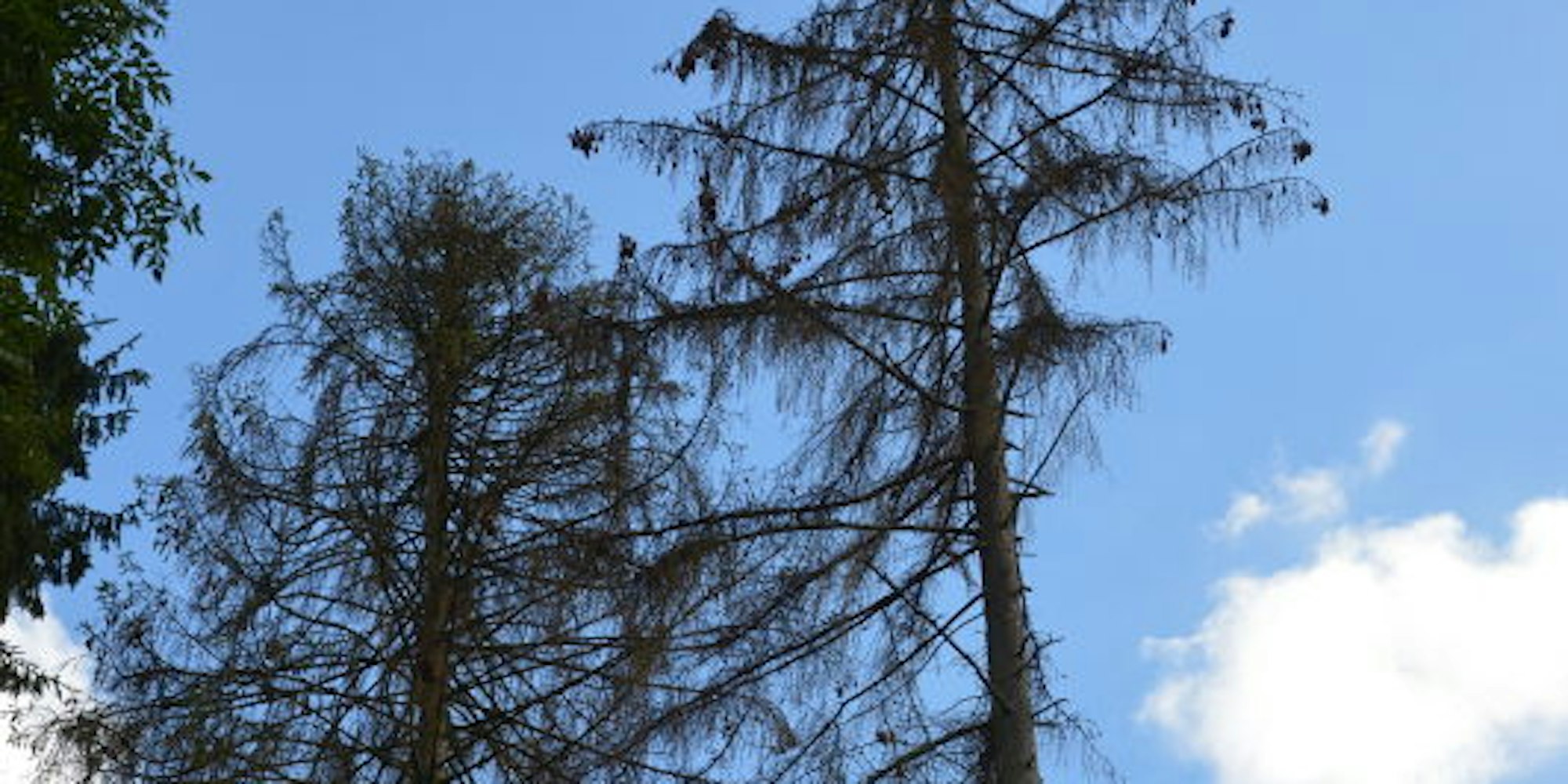 Abgestorbene Baumriesen im Wald bei Odenthal.