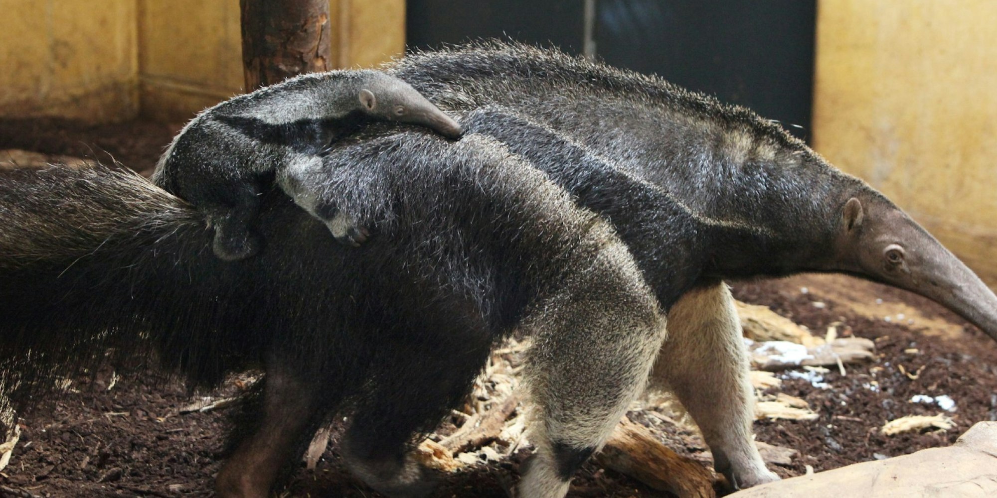 Bequem lässt sich der kleine Große Ameisenbär im Kölner Zoo von Muttertier Guapa durch das Gehege tragen.