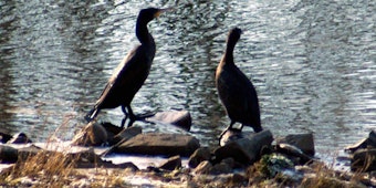 Die schwarzen Kormorane sind aus Sicht des Siegburger Fischschutzvereins ungebetene Gäste.