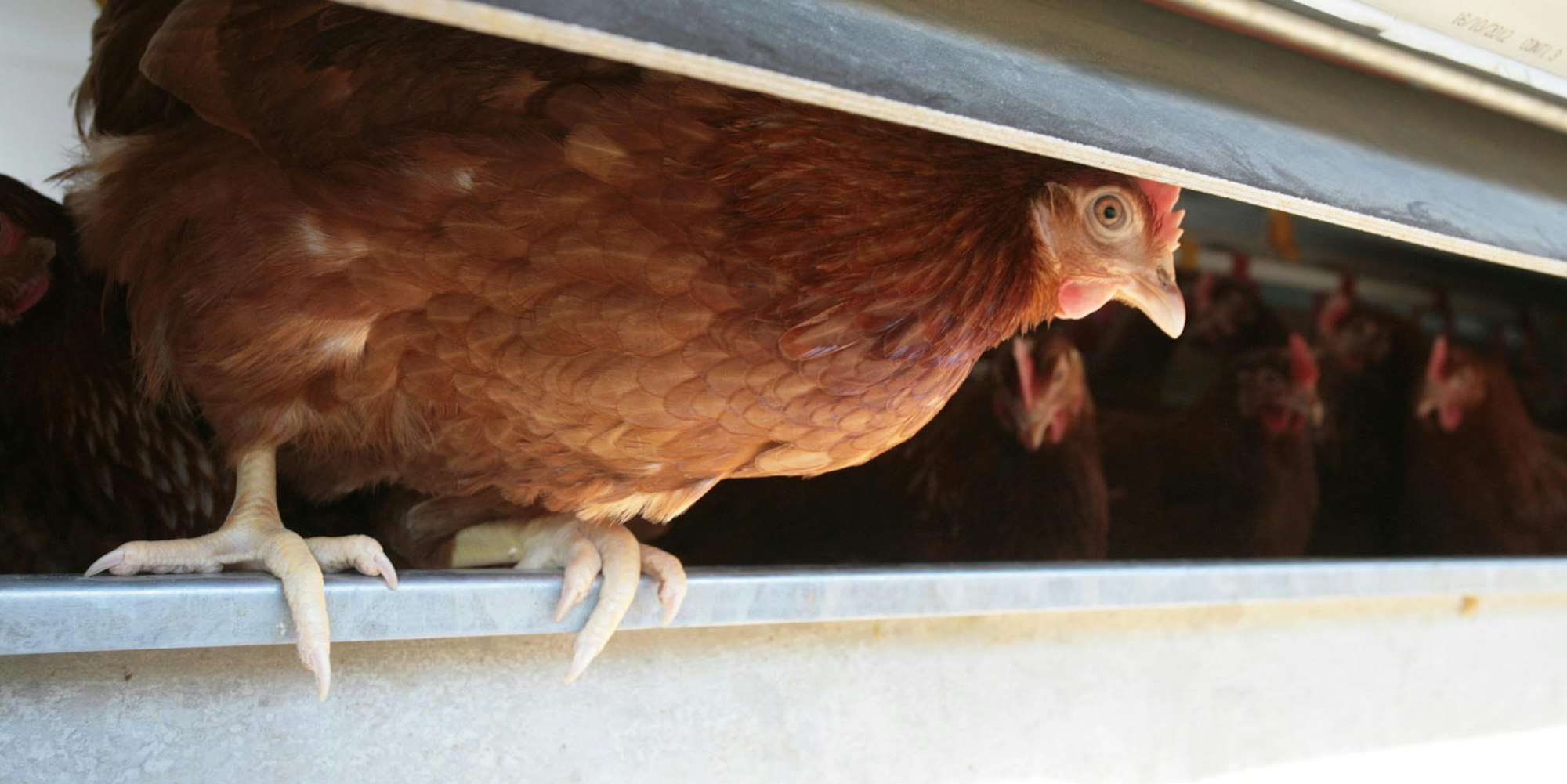 Bereit zum Absprung in heimische Gärten: Private Hühnerhaltung ist schwer im Trend.