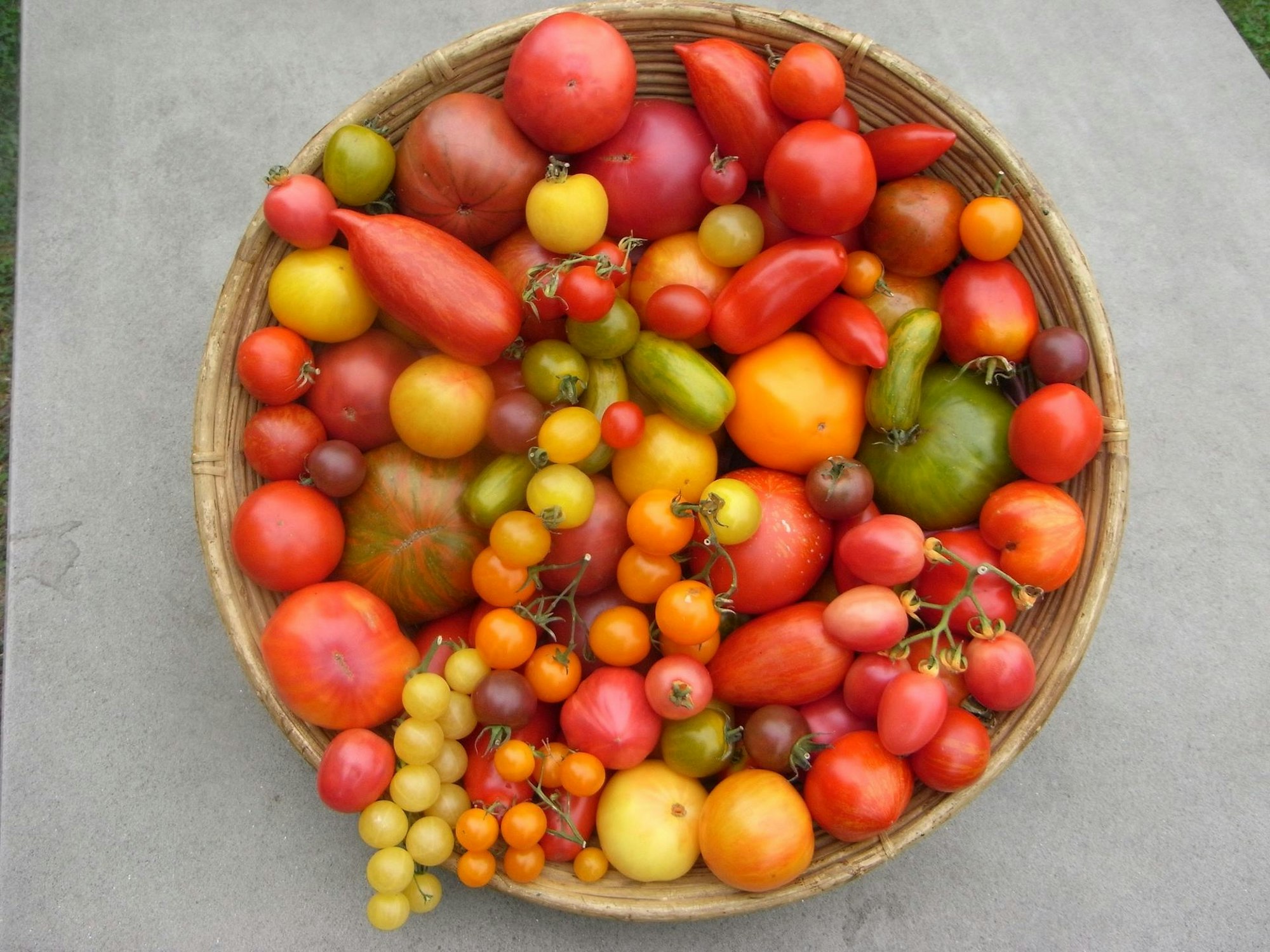 schale tomaten