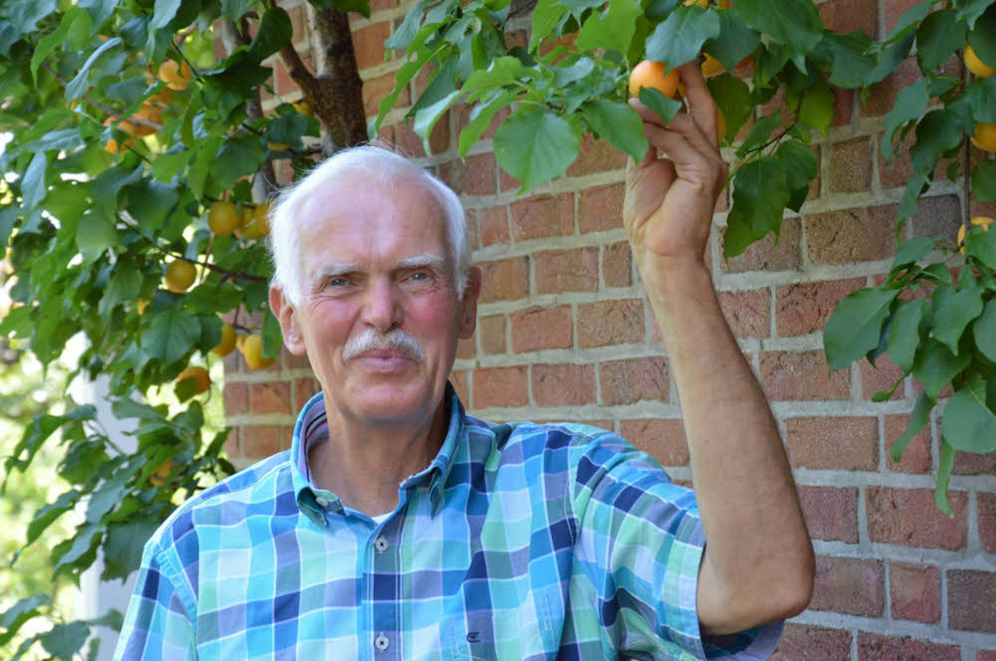 Ado Eschbach ist sichtlich stolz auf seinen Aprikosenbaum. Solch ein Baum in unseren Gefilden ist eher selten.