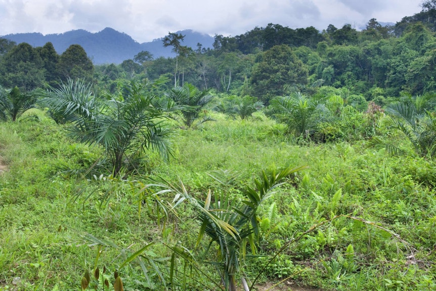 Um Platz für Palmölplantagen zu schaffen, werden auf Sumatra die Regenwälder abgeholzt.