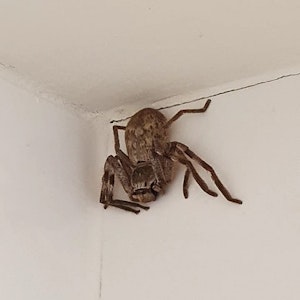 Spinne_Dusche-Australien