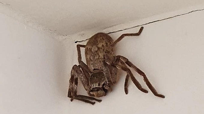Spinne_Dusche-Australien