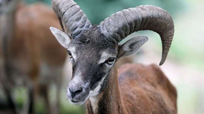 Runde, kräftige Hörner sind das auffallendste Merkmal der Muffelwidder. In der Umgebung von Scheuren haben sich einige Tiere angesiedelt.