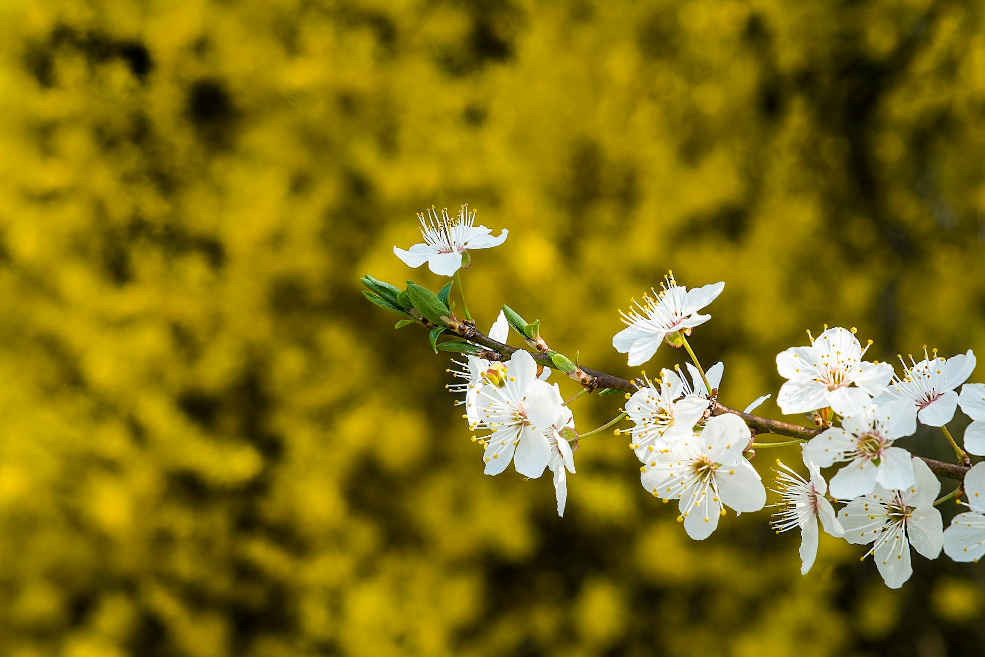 GettyImages-517009594-Amelanchier laevis - sergioph