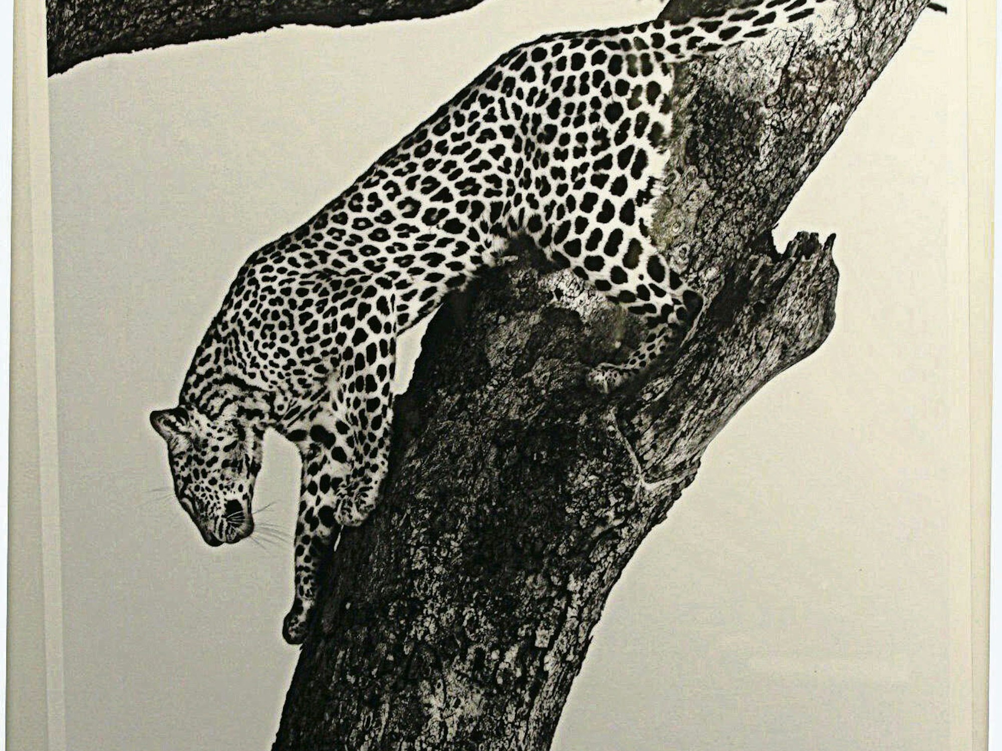 Ein Werk von Mauro Toro (Bild oben), Galeristin Gretta Hinojosa bei ihrer Eröffnungsrede (unten l.), ein Großkatzen-Bild von Hugo Troffaes (r.)
