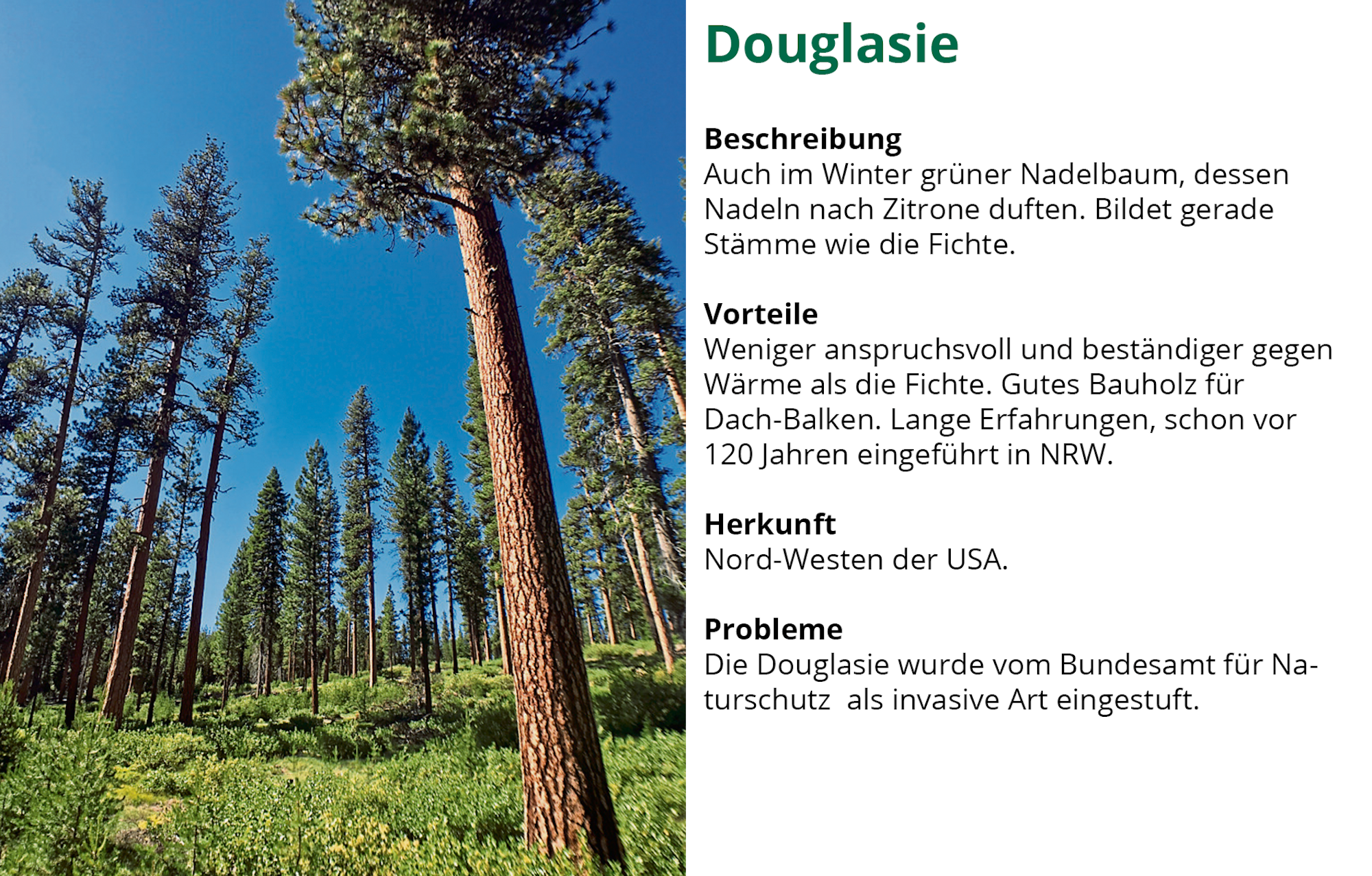 Waldserie-Douglasie (1)