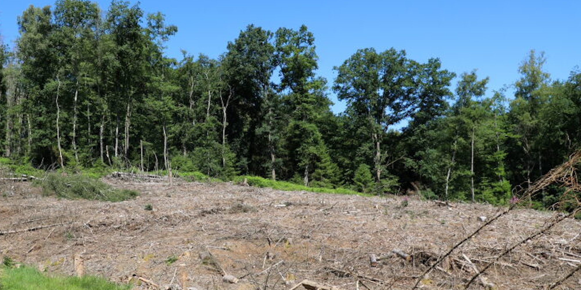 Abgeholzt: Ein kompletter Wald ist bei Wermelskirchen gestohlen worden. Die Polizei stellte noch einen Holz-Lkw.