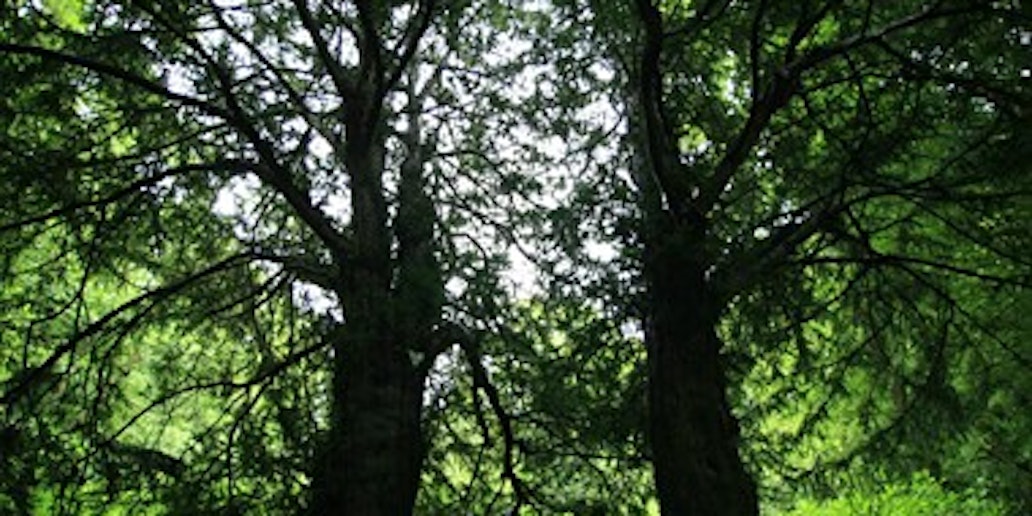 Zwei uralte, als Naturdenkmale eingetragene Eiben erinnern an den Hausgarten der Familie Böker, die das Hammerwerk einst besaß. (Bilder: Neumann)